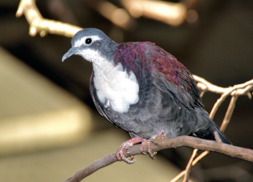 6850_WhitefrontedGroundDove.jpg