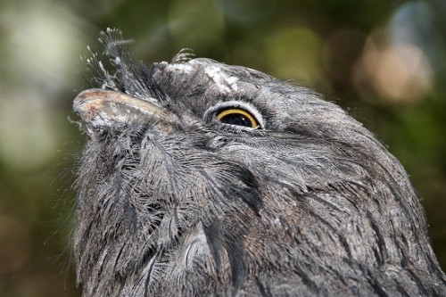 6901_TawnyFrogmouth.jpg