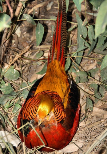 6914_RedGoldenPheasant.jpg