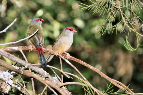 6918_RedBrowedFiretail.jpg