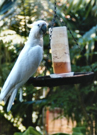 Cockatoo06.JPG