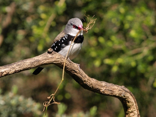 DiamondFiretail_0066.jpg