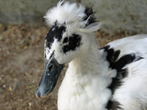 Duck(blackWhiteTufted)_P3031667.jpg