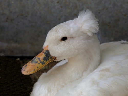 Duck(whiteTufted)_P3031666.jpg