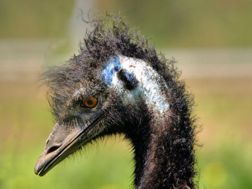 Emu_1603.jpg