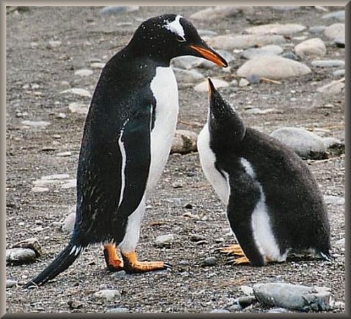 Gentoo_020153.JPG