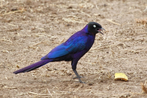 GlossyStarling_6008.jpg