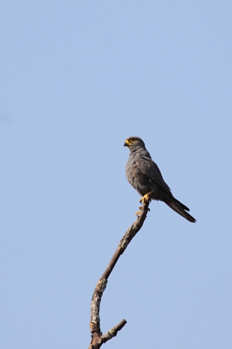 GreyKestral_6586.jpg