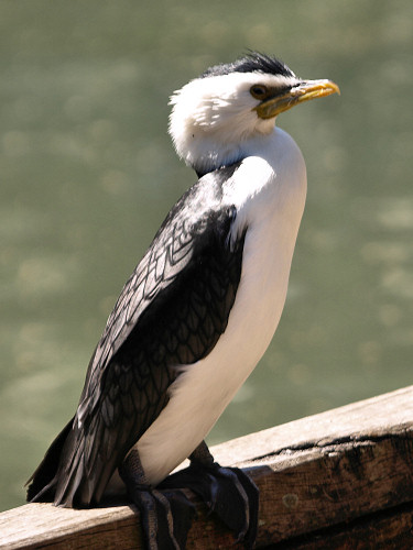 LittlePiedCormorant_1761.jpg