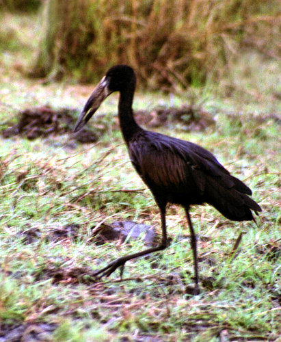 OpenBilledStork1.jpg