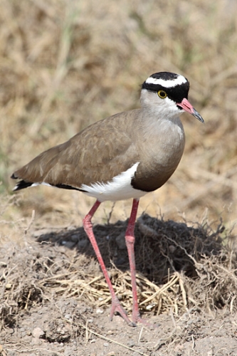 SpurWingedLapwingPlover_5505.jpg