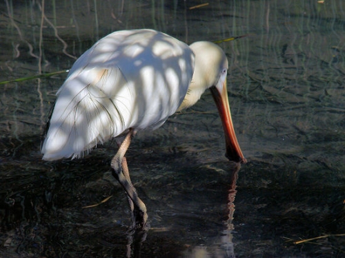 YellowBilledSpoonbill_0030.jpg