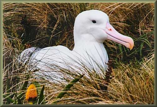 albatross_020145.JPG