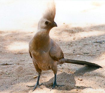 bird0094.jpg