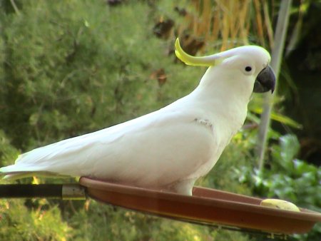 cockatoo.jpg