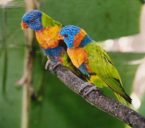 rainbowlorikeets0049.jpg