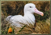albatross_020145