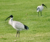 ibis02a