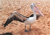 pelican_wa