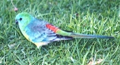 red_rumped_parrot